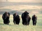 Bison roam the prairie Bison roam the prairie